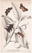 Plate 21 
Limacodes Cippus & Caterpillar
Ecnomidea pithecium & Cater.